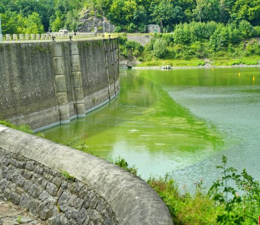 Pilchowice jezioro sinice karkonosze zielenice 09