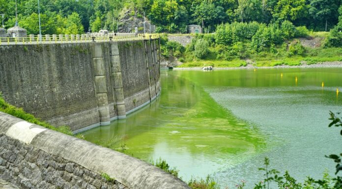 Pilchowice jezioro sinice karkonosze zielenice 09