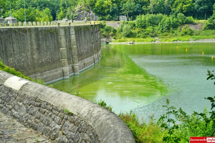 Pilchowice jezioro sinice karkonosze zielenice 09