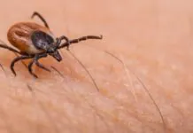 Kleszcze znów są aktywne – sezon trwa