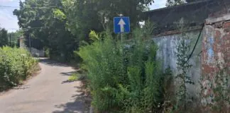 Lwówek Śląski stawia na zieleń