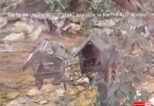 Co to za „egzotyczny ptak” buszuje w karmniku? Wideo