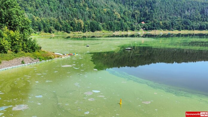 sinice smród jezioro pilchowickie dolny śląsk atrakcje