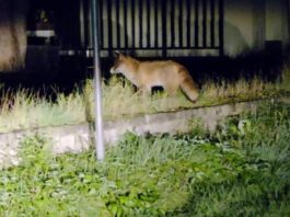 Lis szukał pożywienia w centrum miasta