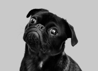 Lwówek Śląski. Opłata od posiadania psów ma zostać utrzymana