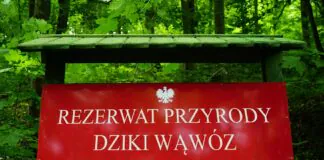 Sąd - Tablica Rezerwat Przyrody Dziki Wąwóz na tle lasu