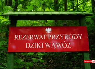 Sąd - Tablica Rezerwat Przyrody Dziki Wąwóz na tle lasu