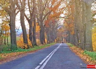 Do wycięcia ponad 1,5 tysiąca drzew. Wideo