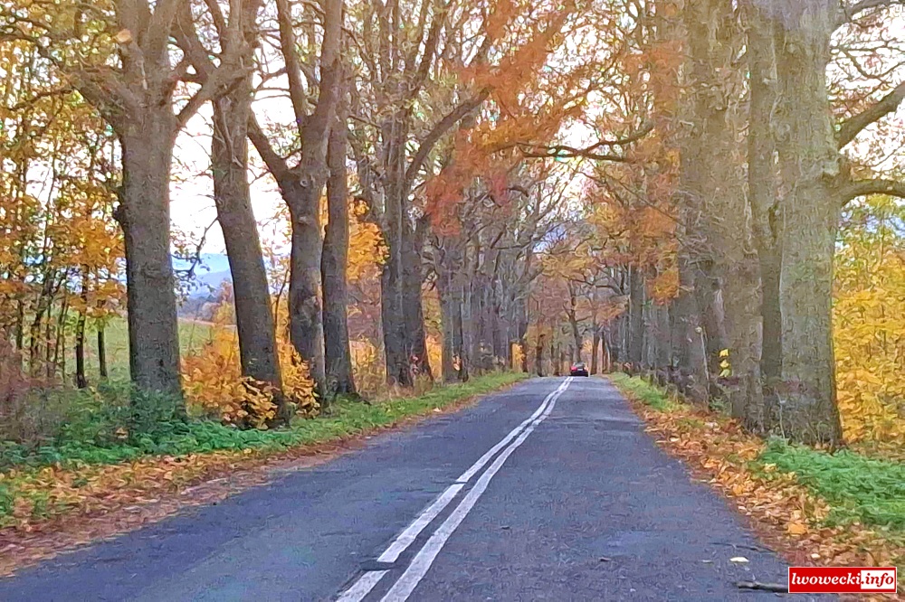 Do wycięcia ponad 1,5 tysiąca drzew. Wideo