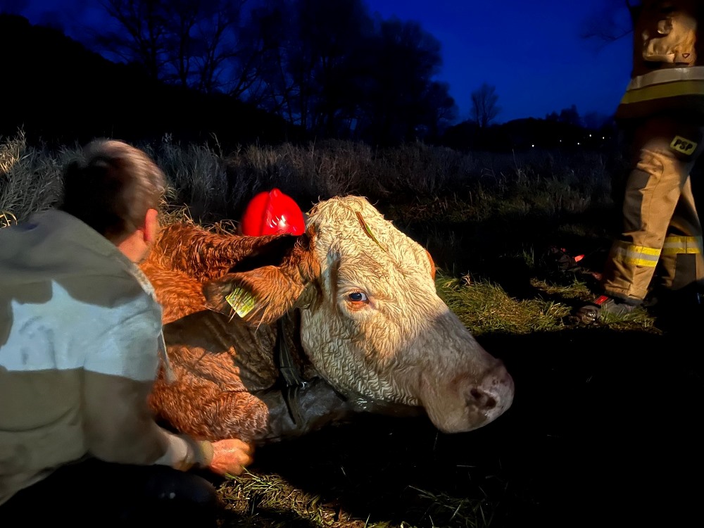 Krowa ugrzęzła w stawie. Na pomoc ruszyli strażacy