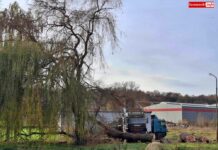 Wycinają drzewa na stadionie w Lwówku Śląskim