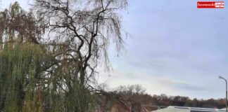 Wycinają drzewa na stadionie w Lwówku Śląskim