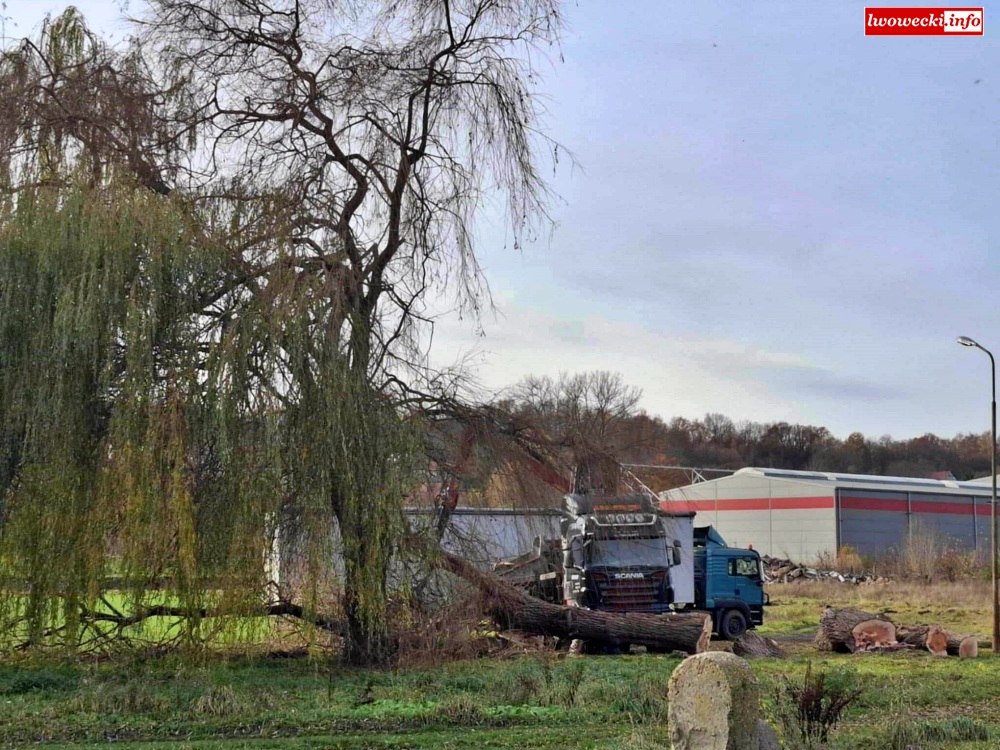 Wycinają drzewa na stadionie w Lwówku Śląskim