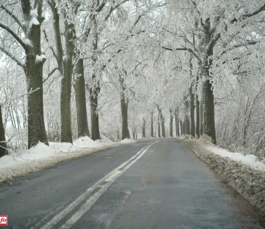 Co z wycinką drzew i remontem drogi wojewódzkiej Lwówek Śląski – Pasiecznik?