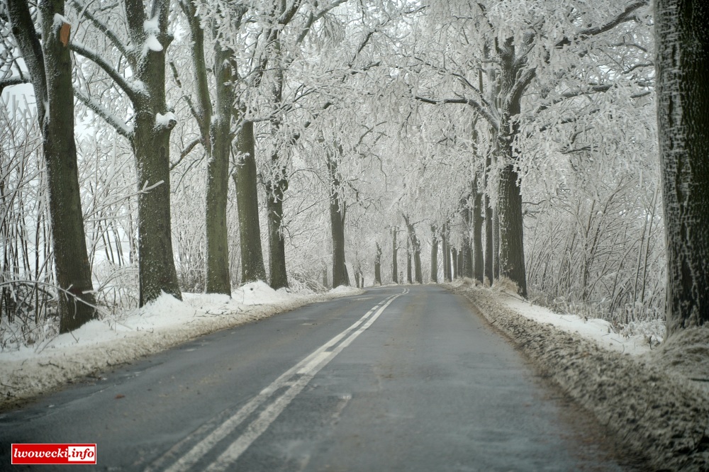 Co z wycinką drzew i remontem drogi wojewódzkiej Lwówek Śląski – Pasiecznik?