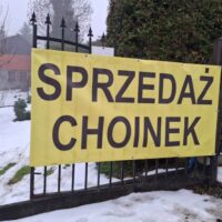 Najpiękniejsze choinki w Lwówku Śląskim