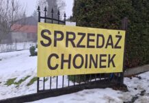 Najpiękniejsze choinki w Lwówku Śląskim