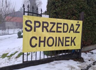 Najpiękniejsze choinki w Lwówku Śląskim