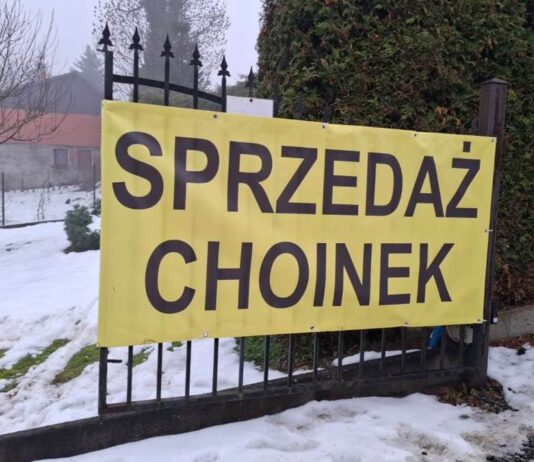 Najpiękniejsze choinki w Lwówku Śląskim