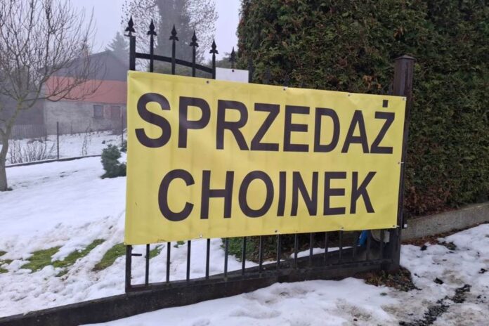 choinki Lwówek 1