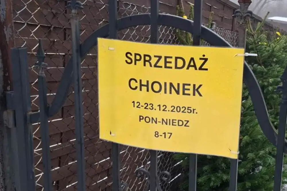 choinki Lwowek 3