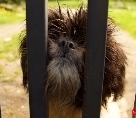 Jest wyrok dla sprawców znęcania się nad dwoma psami