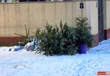 Co zrobić z choinką po świętach?