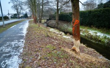 Ekspansja bobrów. Zwierzęta wyrządzają coraz większe szkody