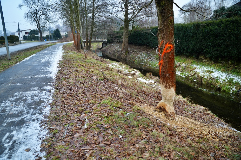 Ekspansja bobrów. Zwierzęta wyrządzają coraz większe szkody