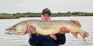 Wędkarska sensacja w regionie! Szczupak 120 cm.