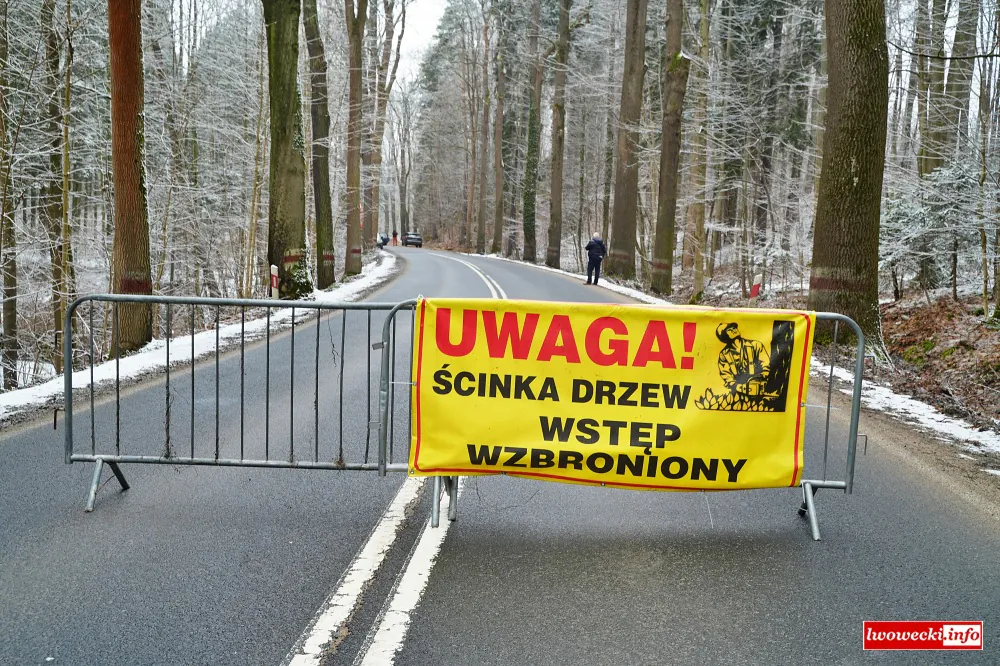 WYCINKA DRZEW 297 PASIECZNIK