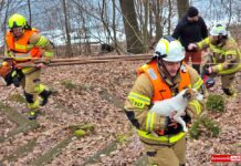 Strażacy uratowali psy