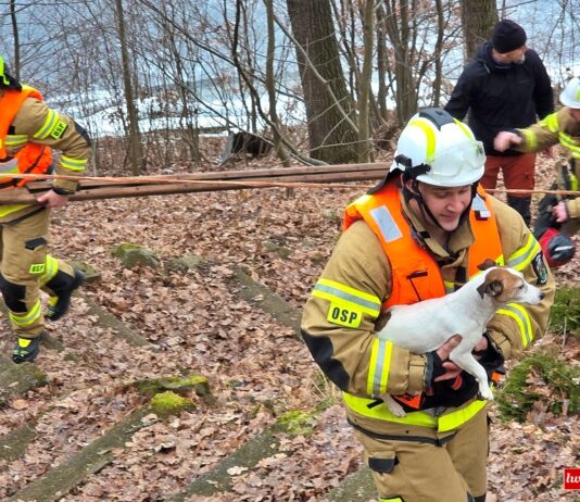 Strażacy uratowali psy