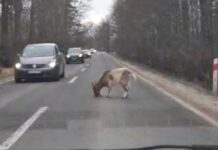 Koza zablokowała drogę wojewódzką Koza zablokowała drogę wojewódzką