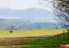 Nieruchomość przeznaczona do zbycia w drodze darowizny
