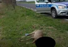 ranna sarna policja szczytnica