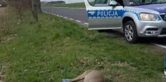 ranna sarna policja szczytnica