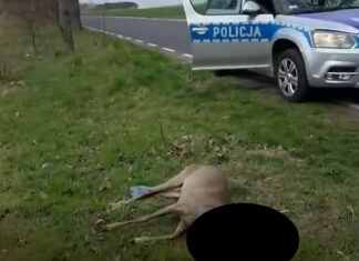 Uśmiercił sarnę. Policja wydała oświadczenie ranna sarna policja szczytnica