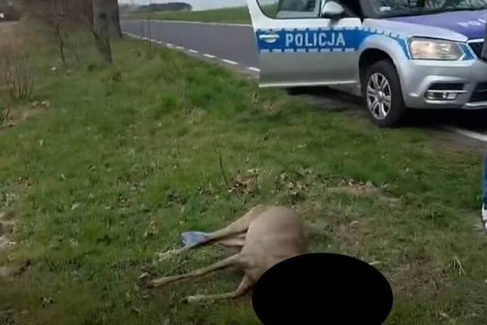 ranna sarna policja szczytnica