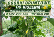 Po najlepsze ogórki do kiszenia – zapraszamy do Vitberry w Mojeszu