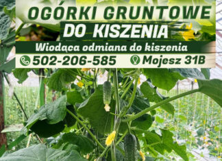 ogorki gruntowe 1
