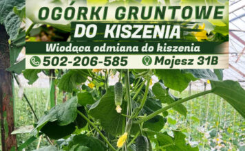 Po najlepsze ogórki do kiszenia – zapraszamy do Vitberry w Mojeszu ogorki gruntowe 1