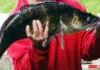 ryby jezioro pilchowice