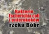 Bakterie Escherichia coli i enterokoków. Kto zanieczyścił rzekę Bóbr? Bakterie Escherichia coli i enterokoków
