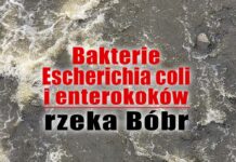 Bakterie Escherichia coli i enterokoków. Kto zanieczyścił rzekę Bóbr? Bakterie Escherichia coli i enterokoków