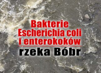 Bakterie Escherichia coli i enterokoków