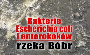 Bakterie Escherichia coli i enterokoków
