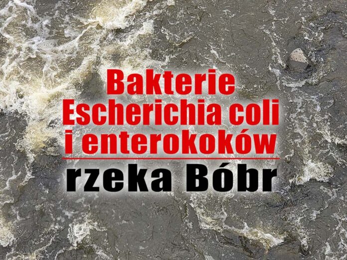 Bakterie Escherichia coli i enterokoków