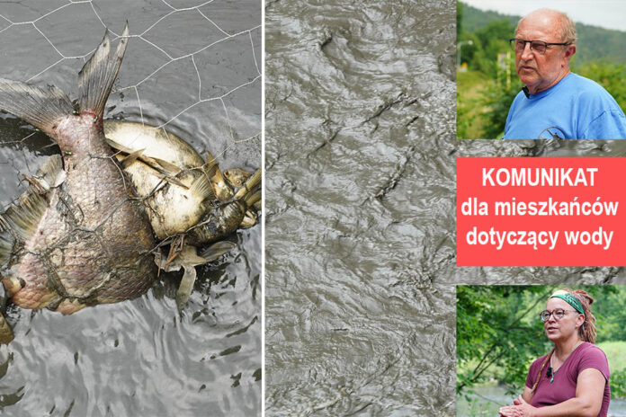 Jezioro Pilchowickie martwe ryby rzeka Bóbr muł katastrofa ekologiczna katastrofa ekologiczna Jezioro Pilchowickie rzeka Bóbr