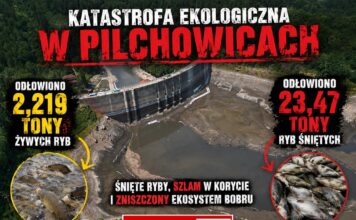 Katastrofa ekologiczna na Jeziorze Pilchowickim. RDOŚ ujawnia nowe informacje Katastrofa ekologiczna na Jeziorze Pilchowickim RDOS ujawnia nowe informacje